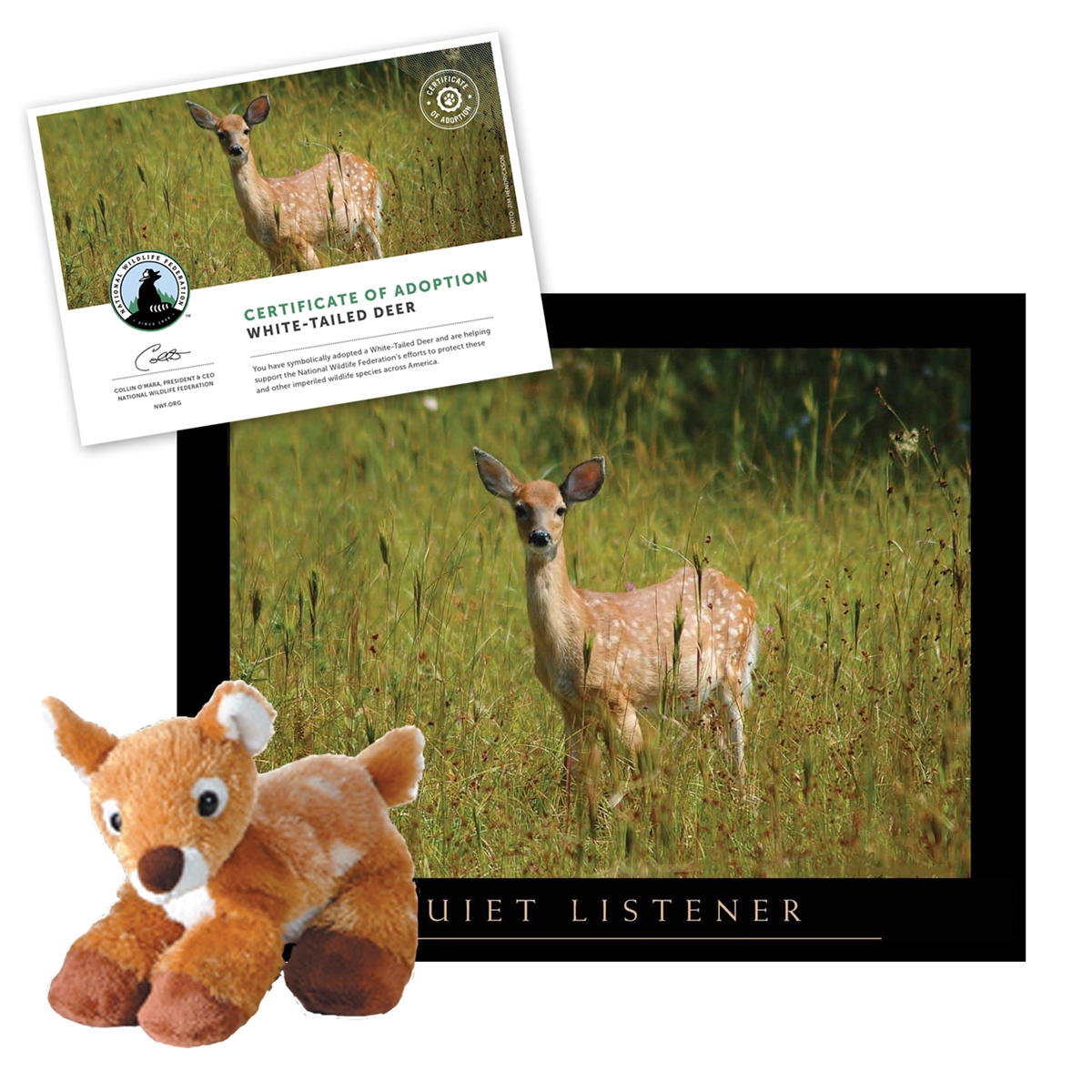 Adopt a White-Tailed Deer