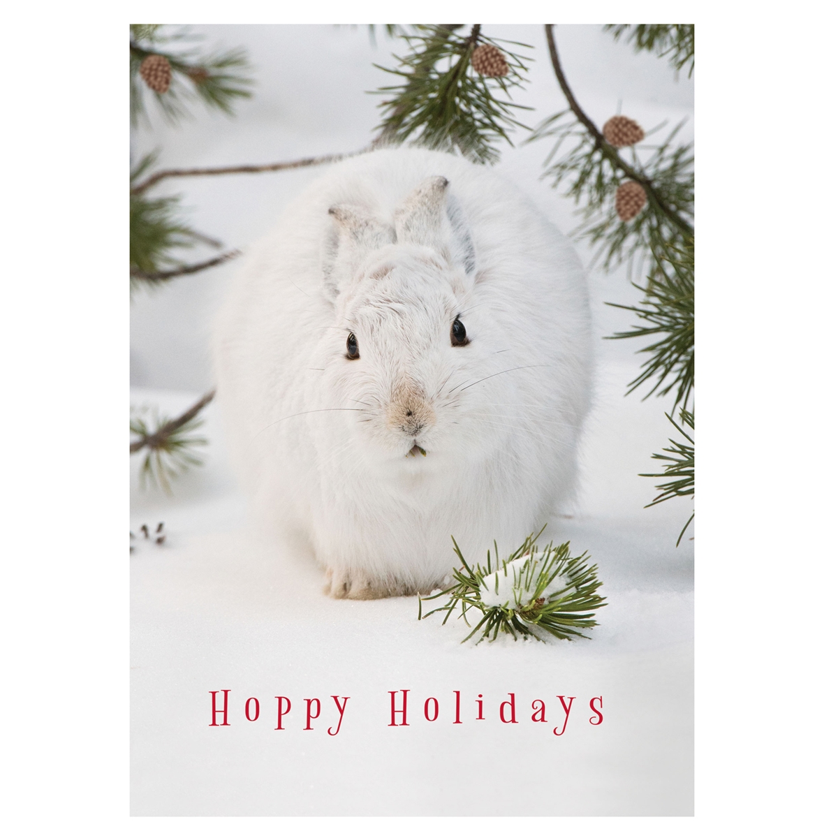 Snowshoe Hare Card