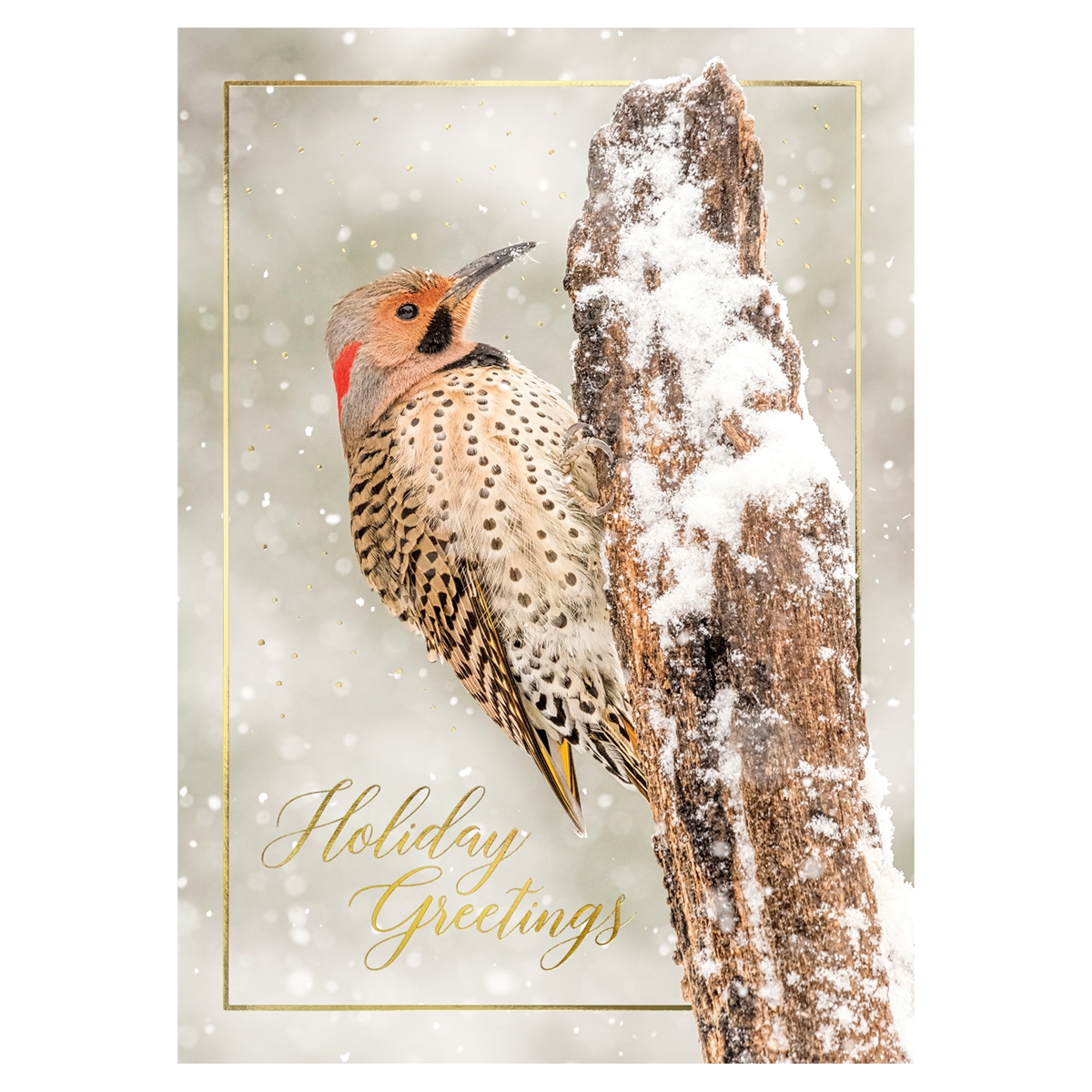 Northern Flicker Card