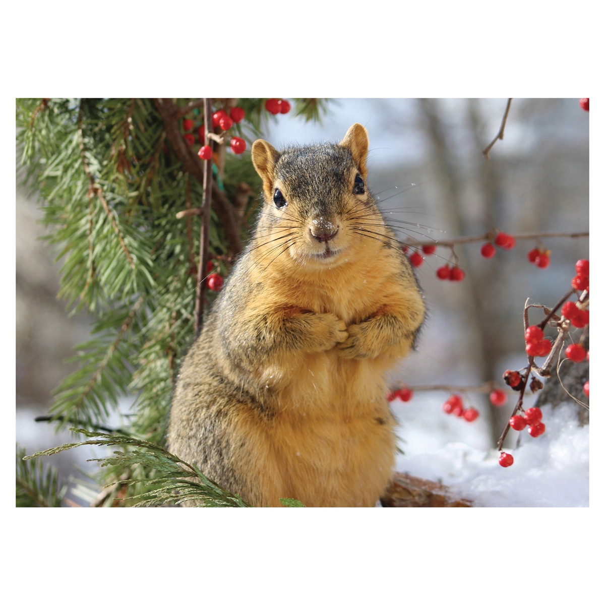 Squirrel with Berries Card