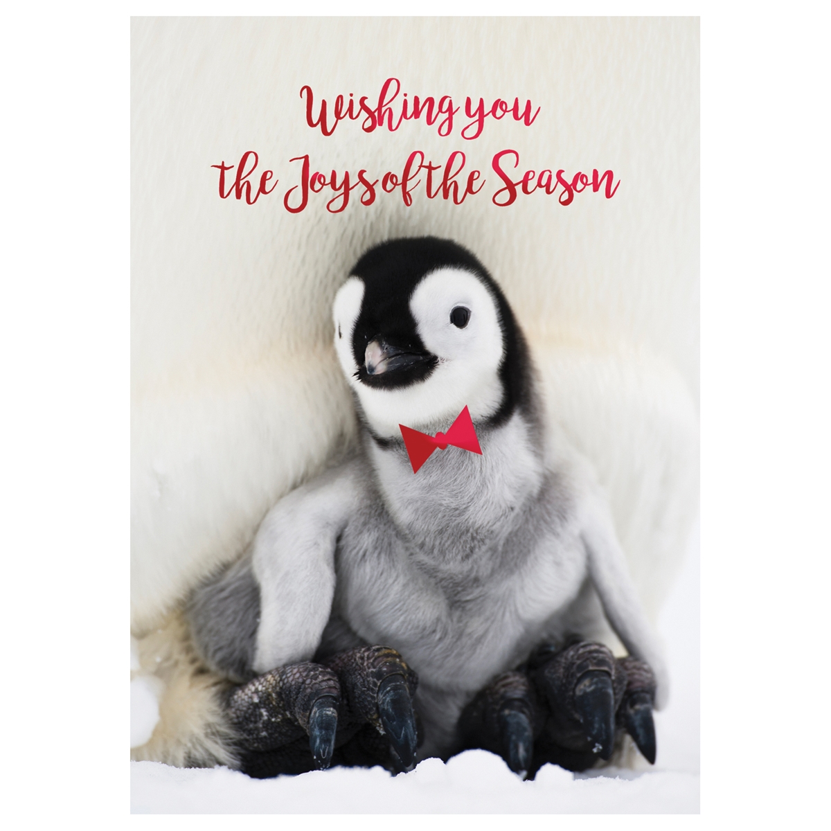 Penguin Greetings Card