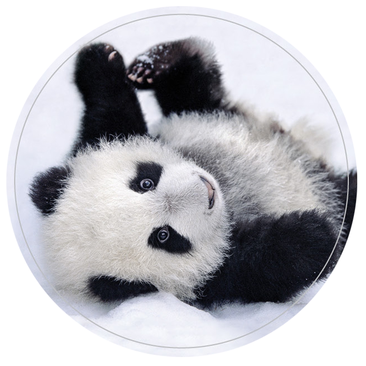 Posing Panda Envelope Seal