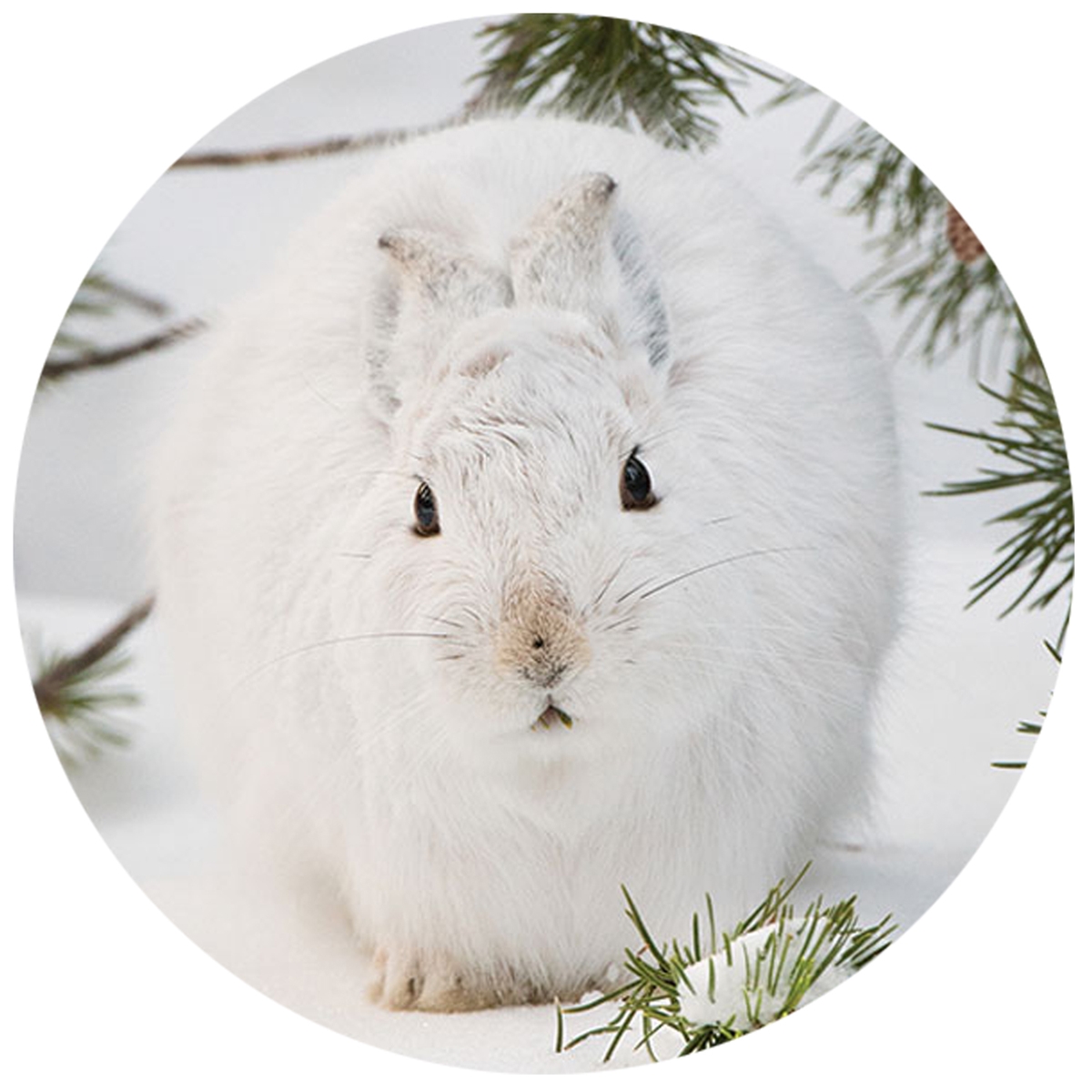 Snowshoe Hare Envelope Seals