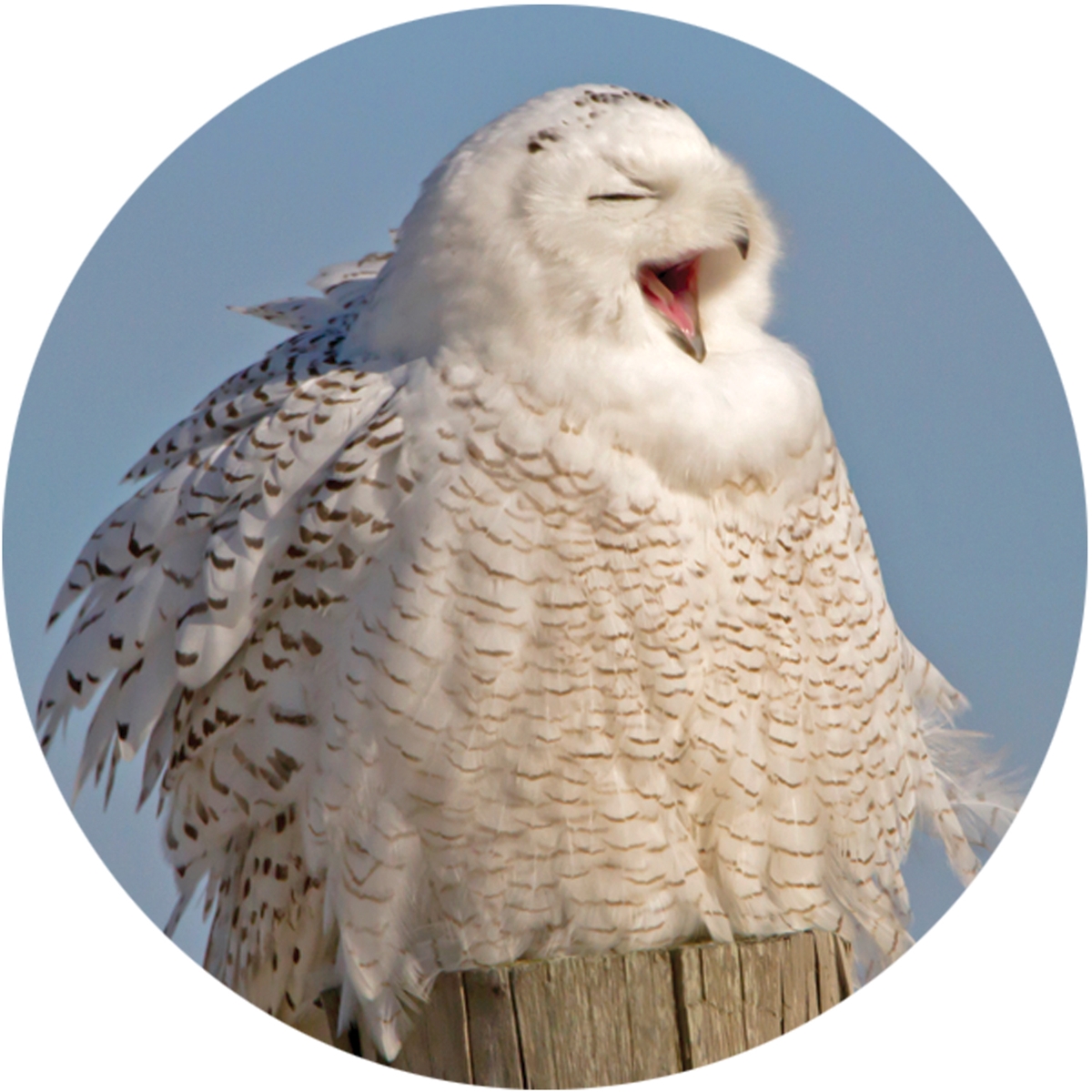Snowy Owl Wonderland Envelope Seal