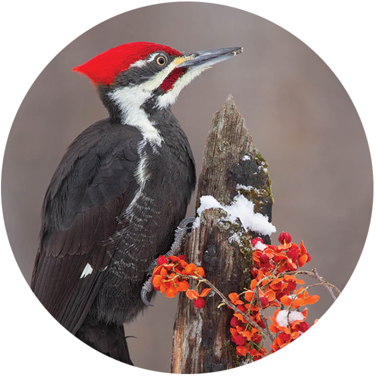 Pileated Woodpecker Envelope Seal