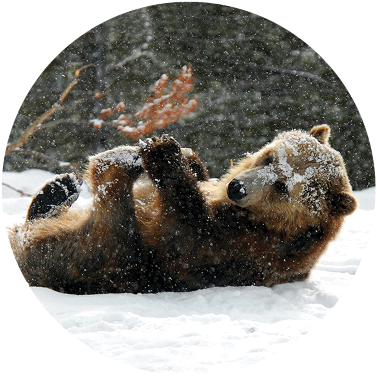 Baby Grizzly Envelope Seal