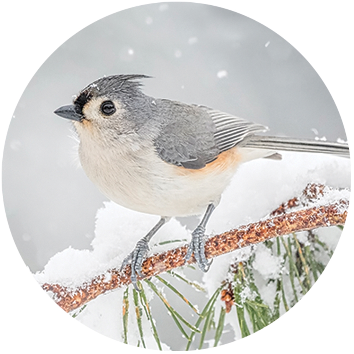 Alerted Tufted Titmouse Envelope Seal