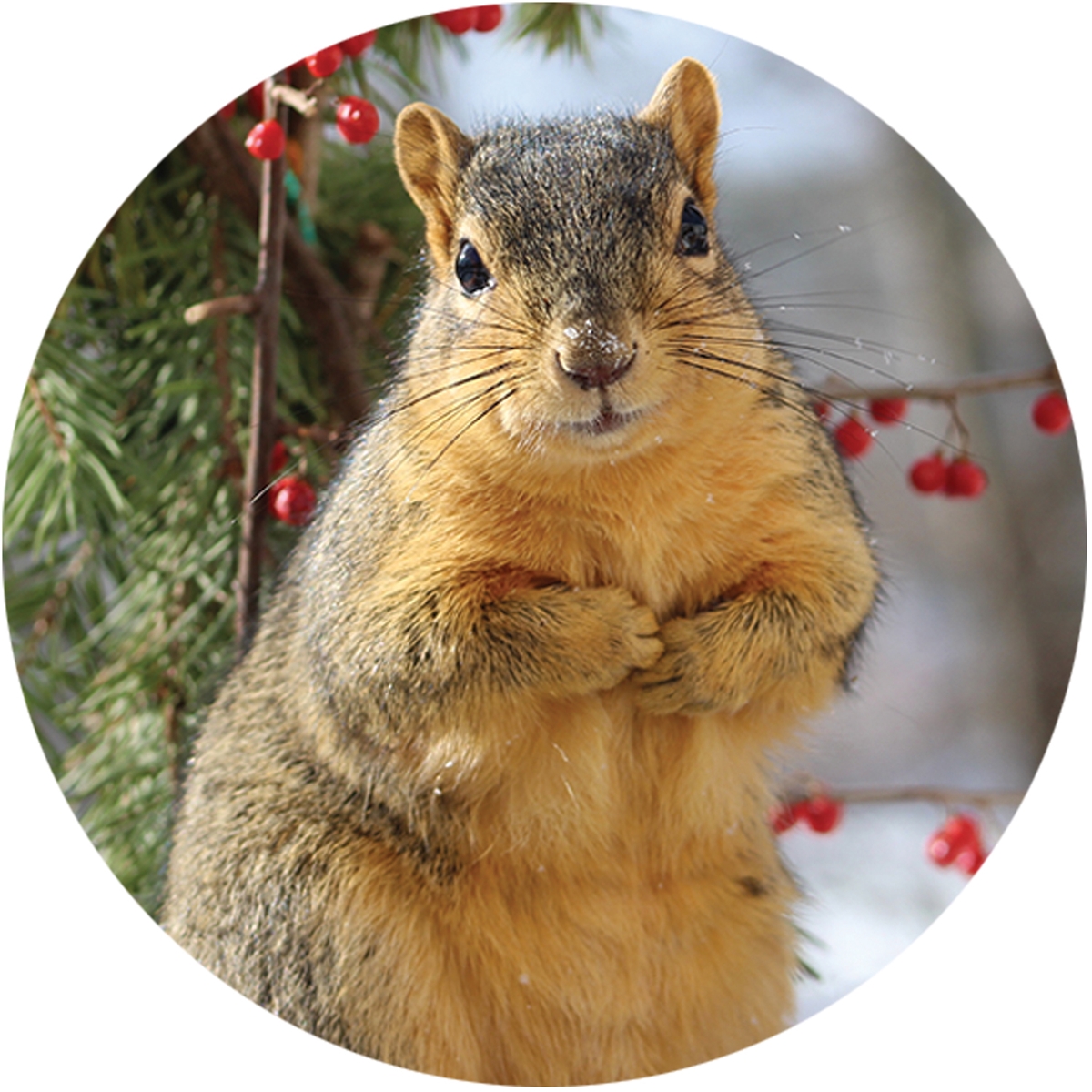 Squirrel with Berries Envelope Seal