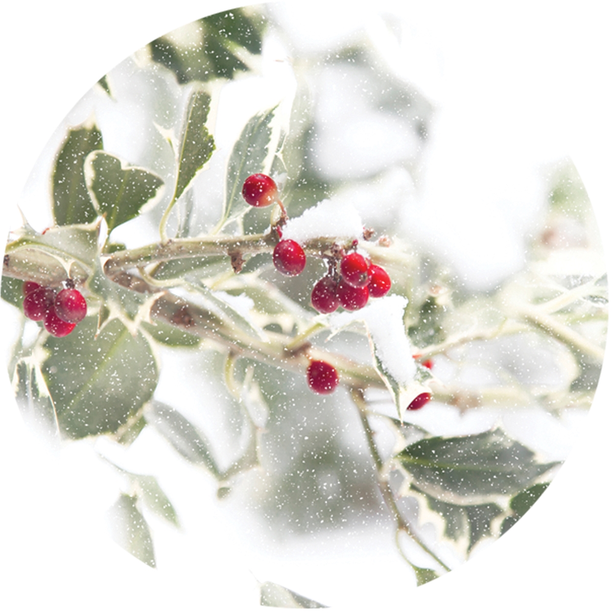 Holly Greetings Envelope Seal