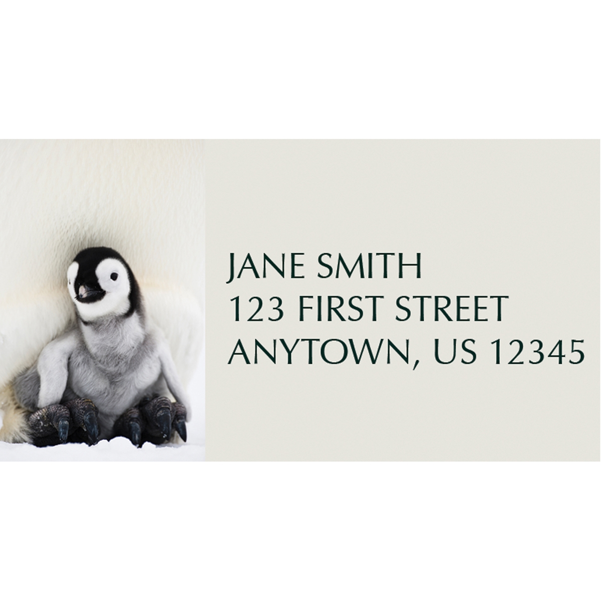 Penguin Greetings Address Label