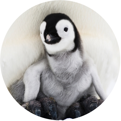 Penguin Greetings Envelope Seal