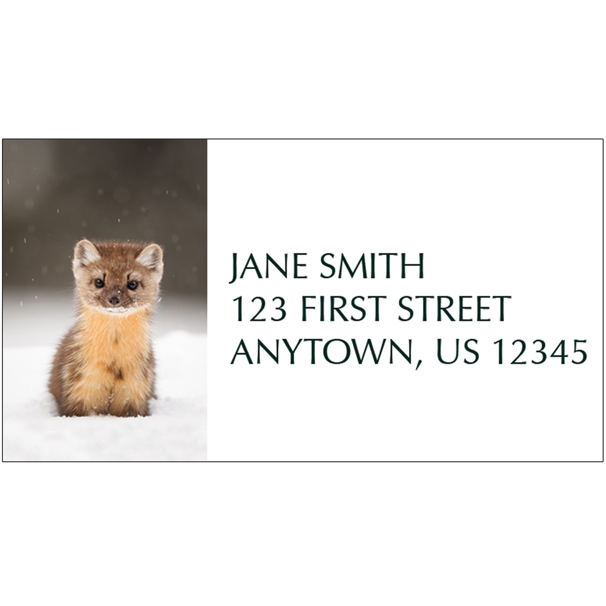 American Marten Address Label
