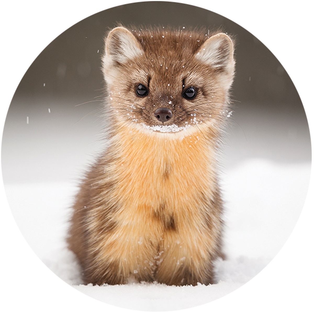 American Marten Envelope Seal