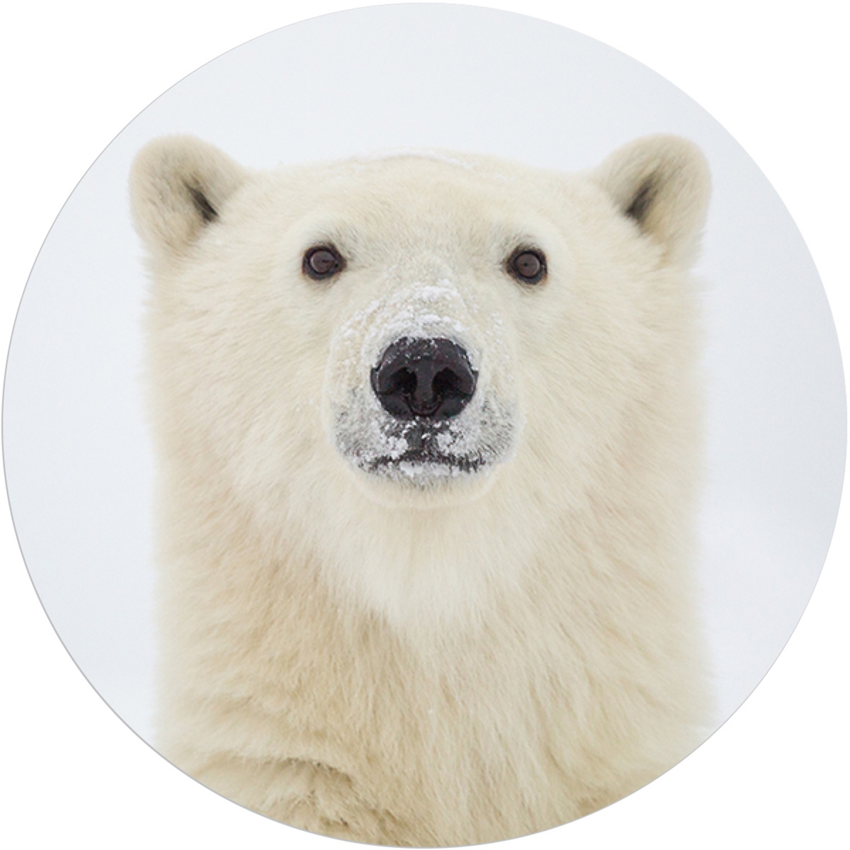 Yearling Polar Bear Envelope Seal