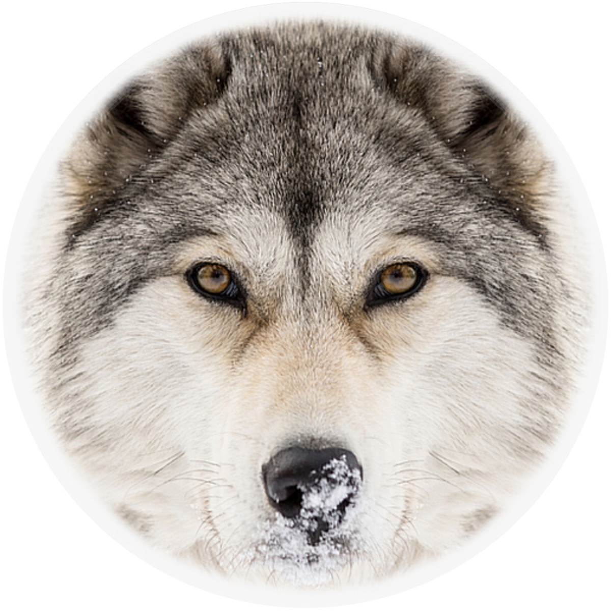 Timber Wolf Envelope Seal
