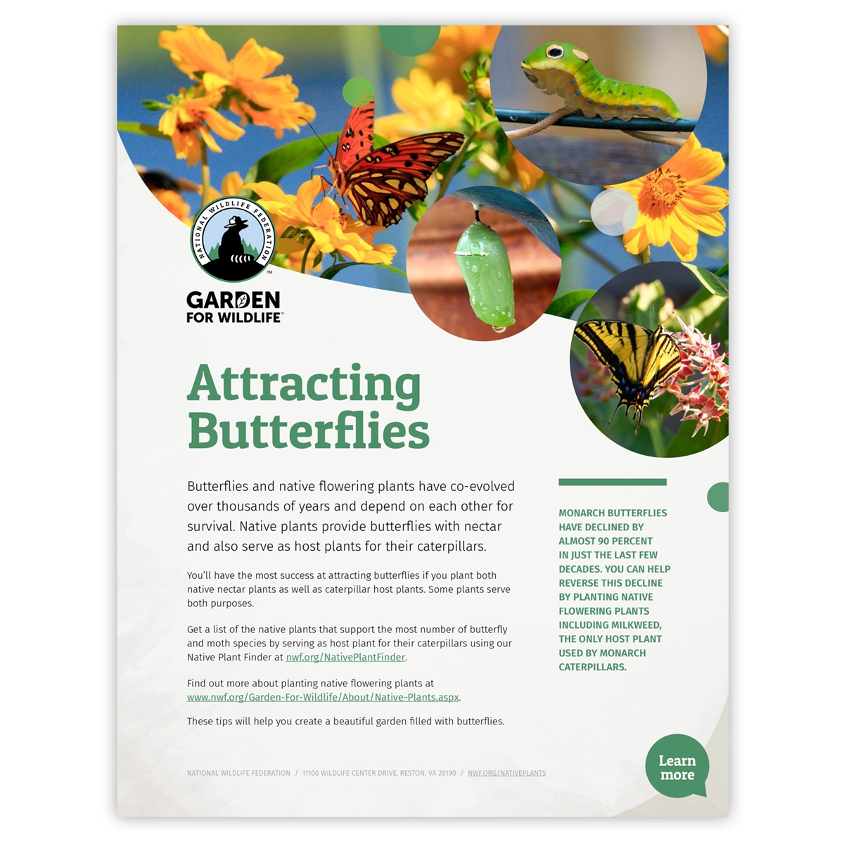 Attracting Butterflies Tip Sheet - Pack of 50