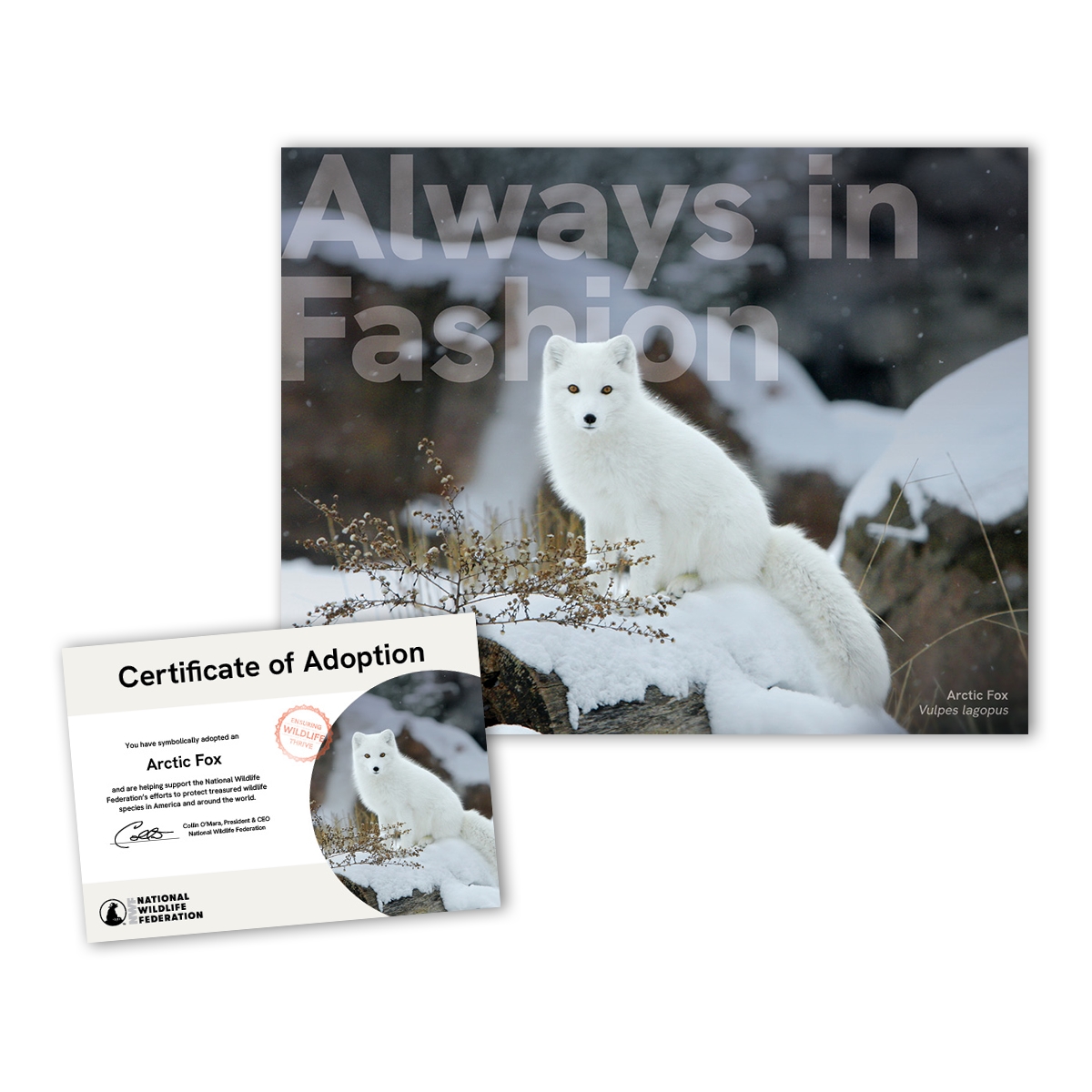 Adopt an Arctic Fox