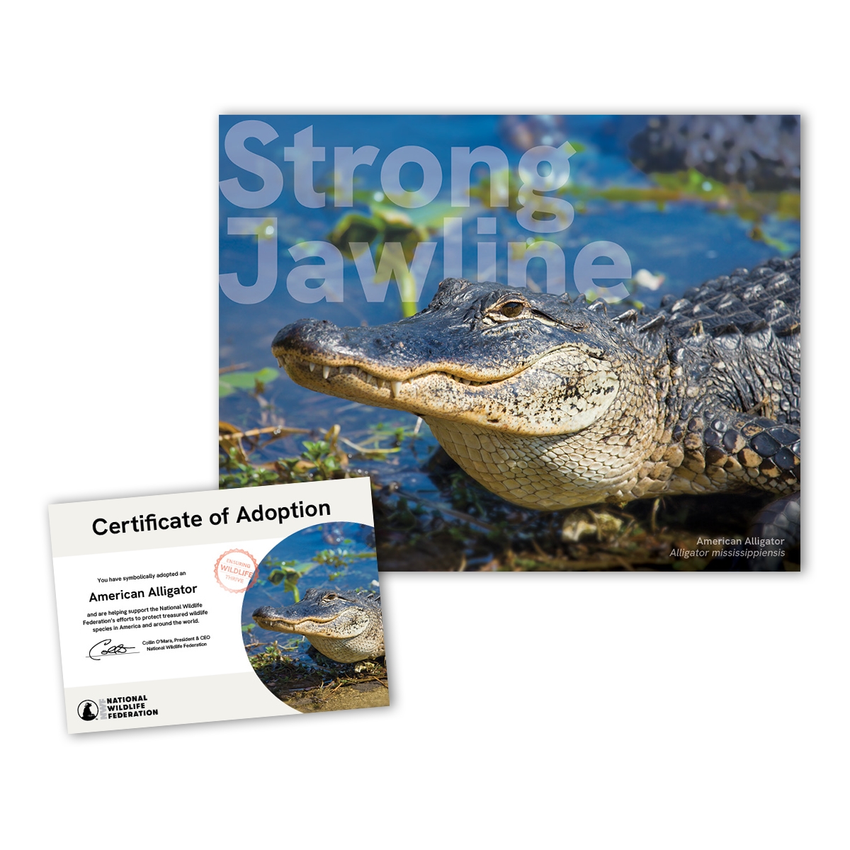 Adopt an American Alligator