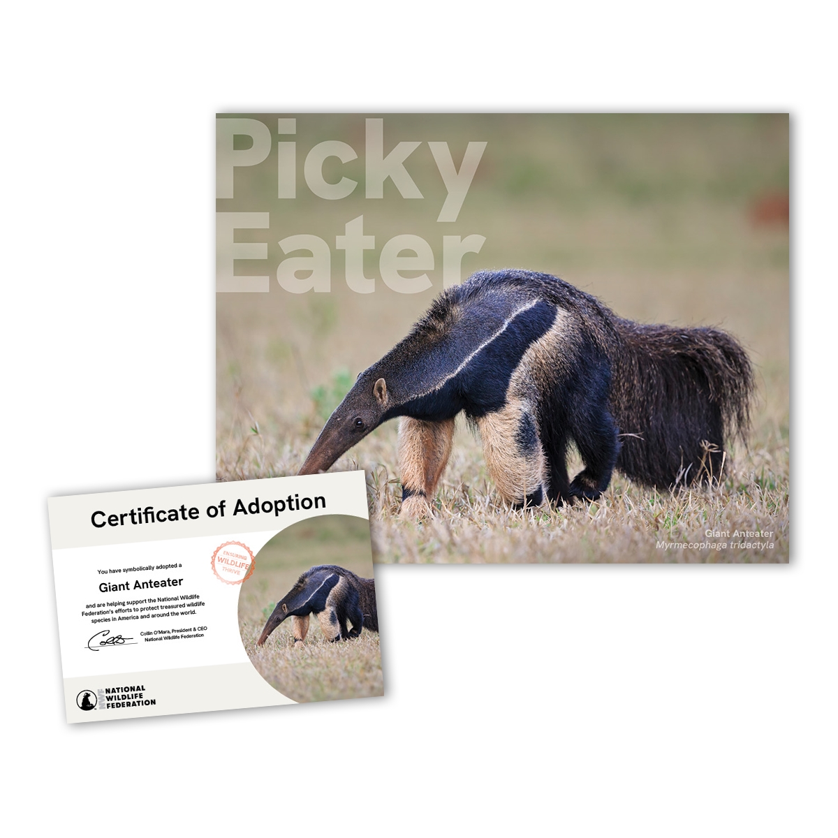 Adopt a Giant Anteater