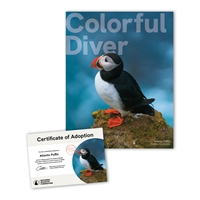 Adopt an Atlantic Puffin - APFN25