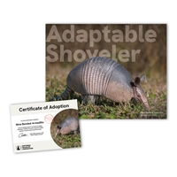 Adopt a Nine-Banded Armadillo - ARMA25