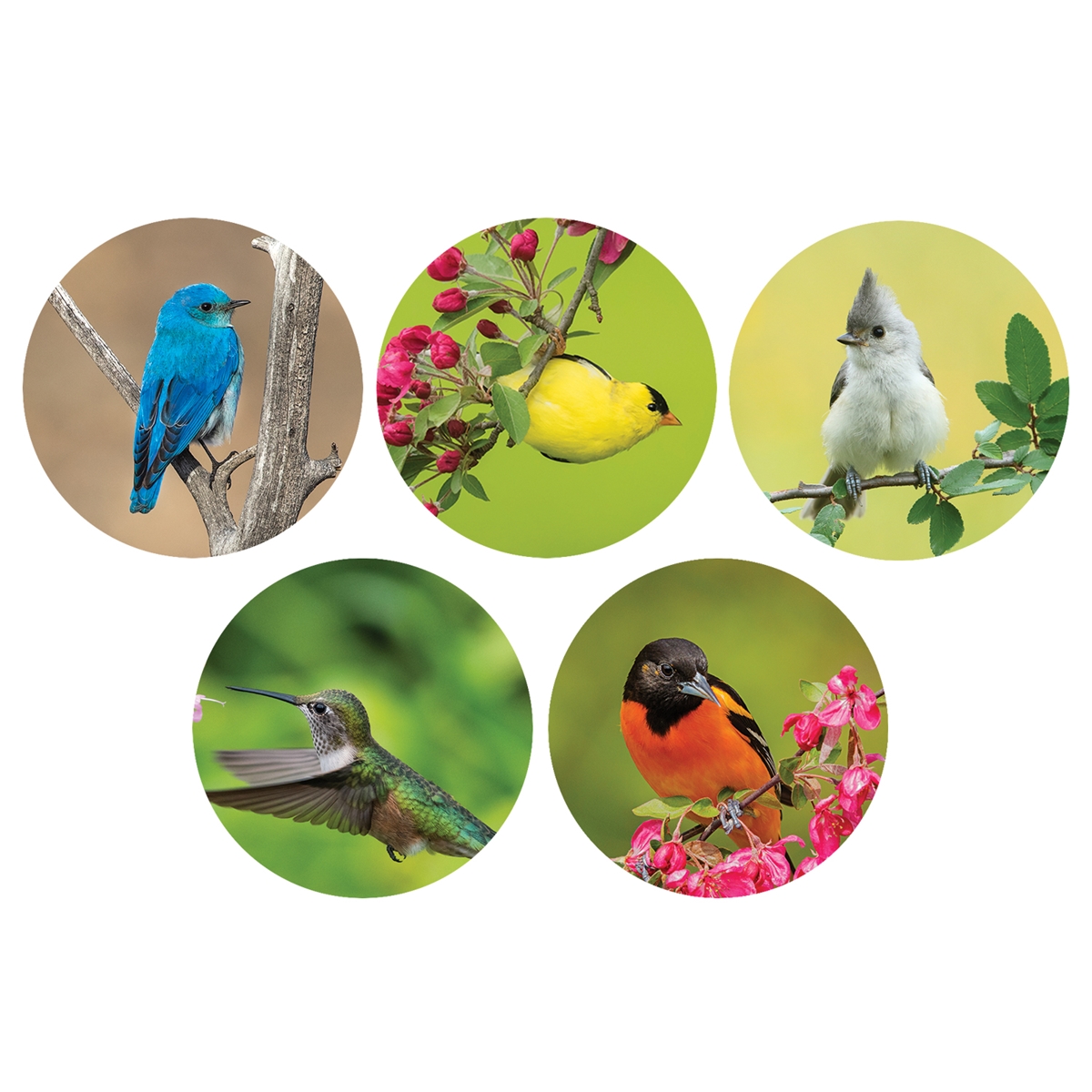 Brilliant Birds Envelope Seals