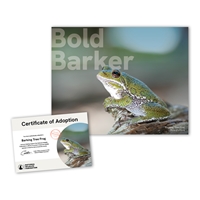 Adopt a Barking Tree Frog - BFRG25