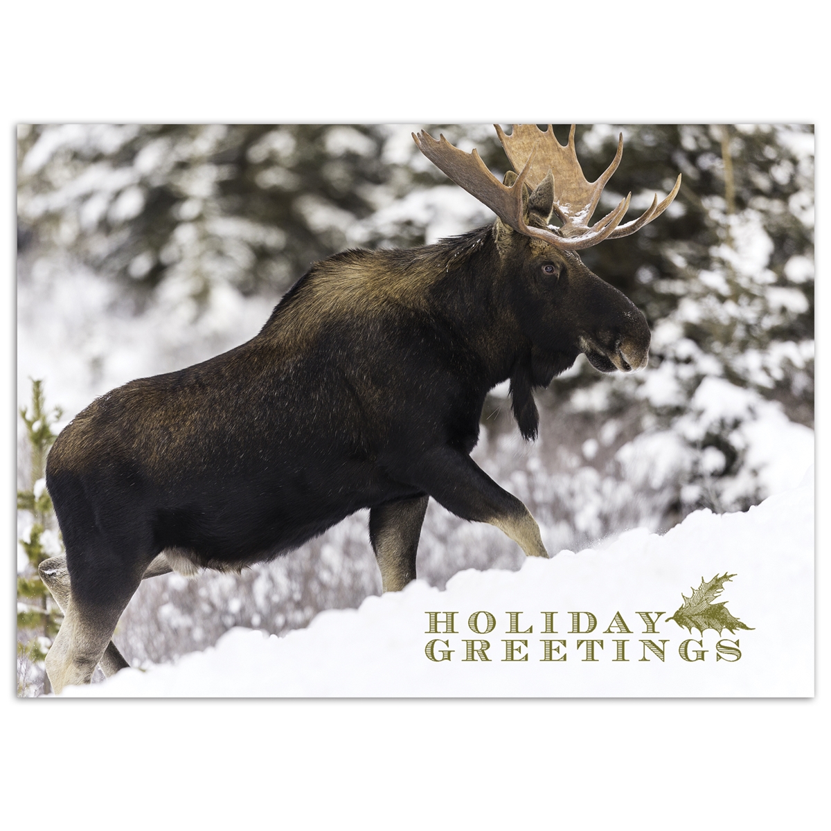 Majestic Moose Card