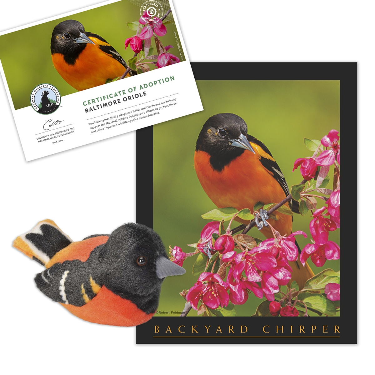 Adopt a Baltimore Oriole