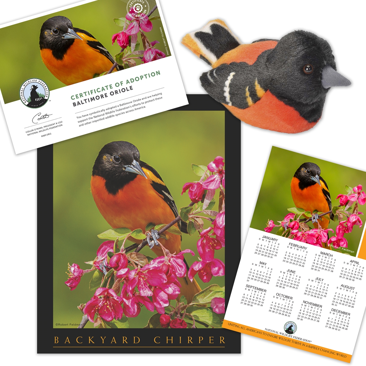 Adopt a Baltimore Oriole