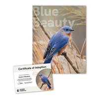 Adopt an Eastern Bluebird - BLBD25