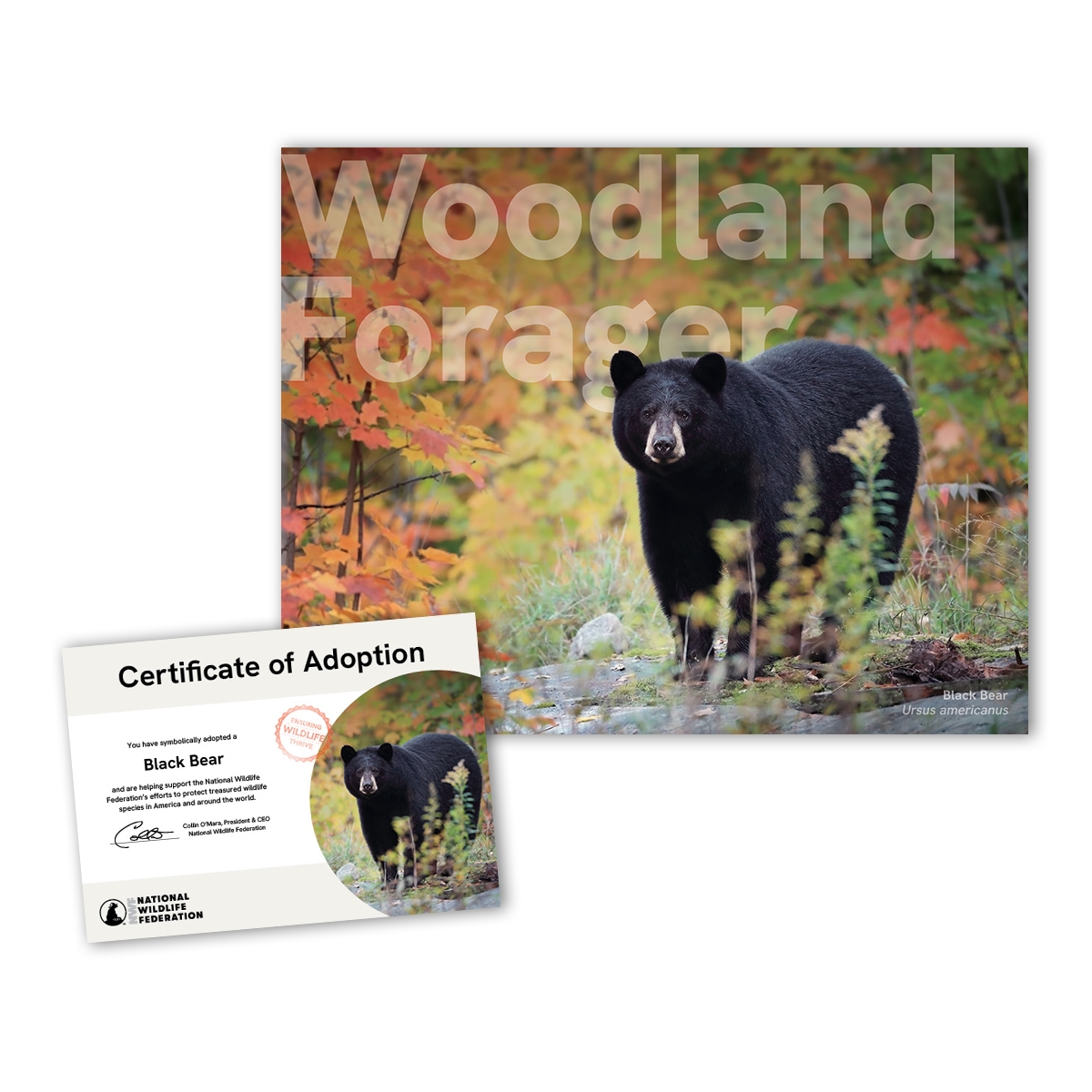 Adopt a Black Bear