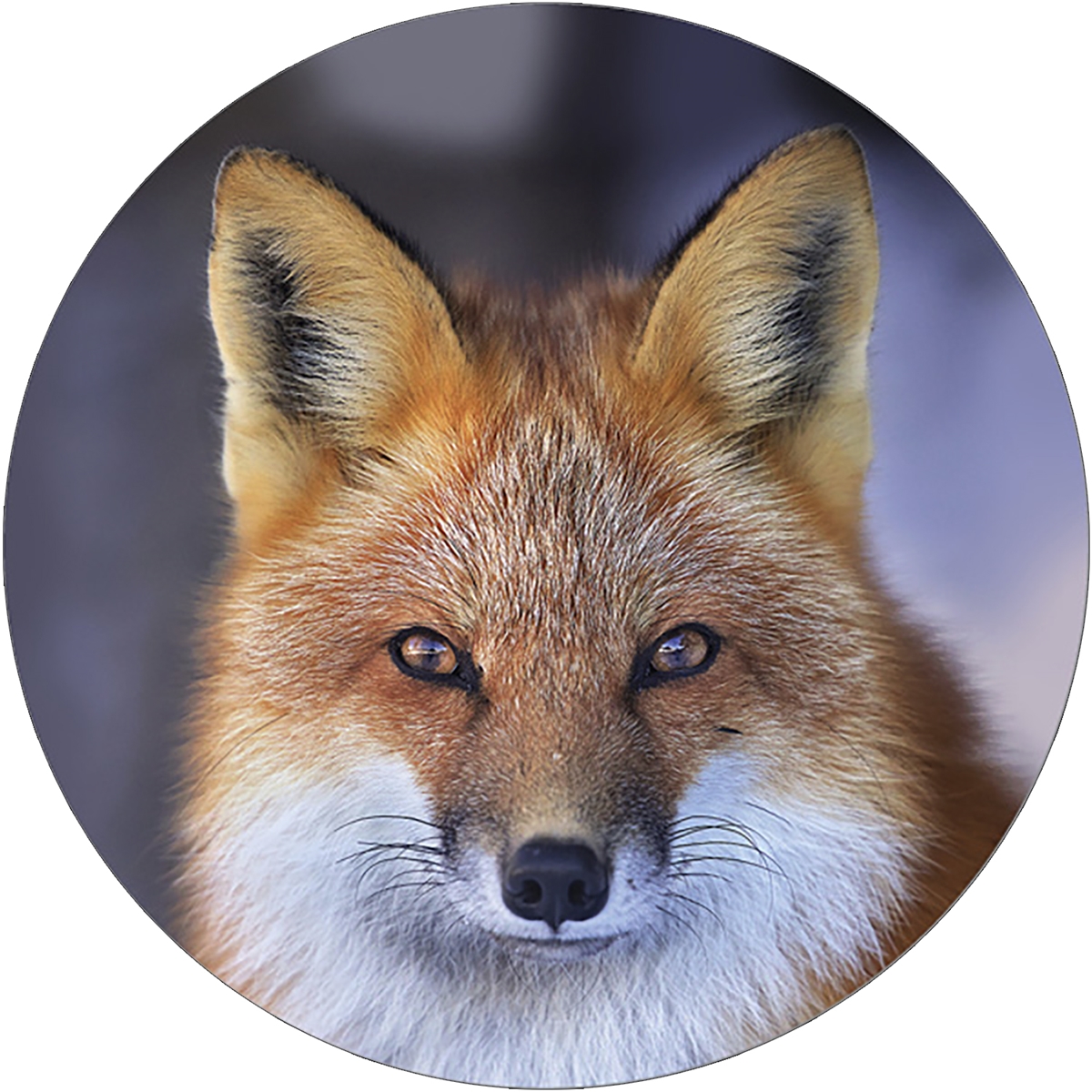 Red Fox Envelope Seal