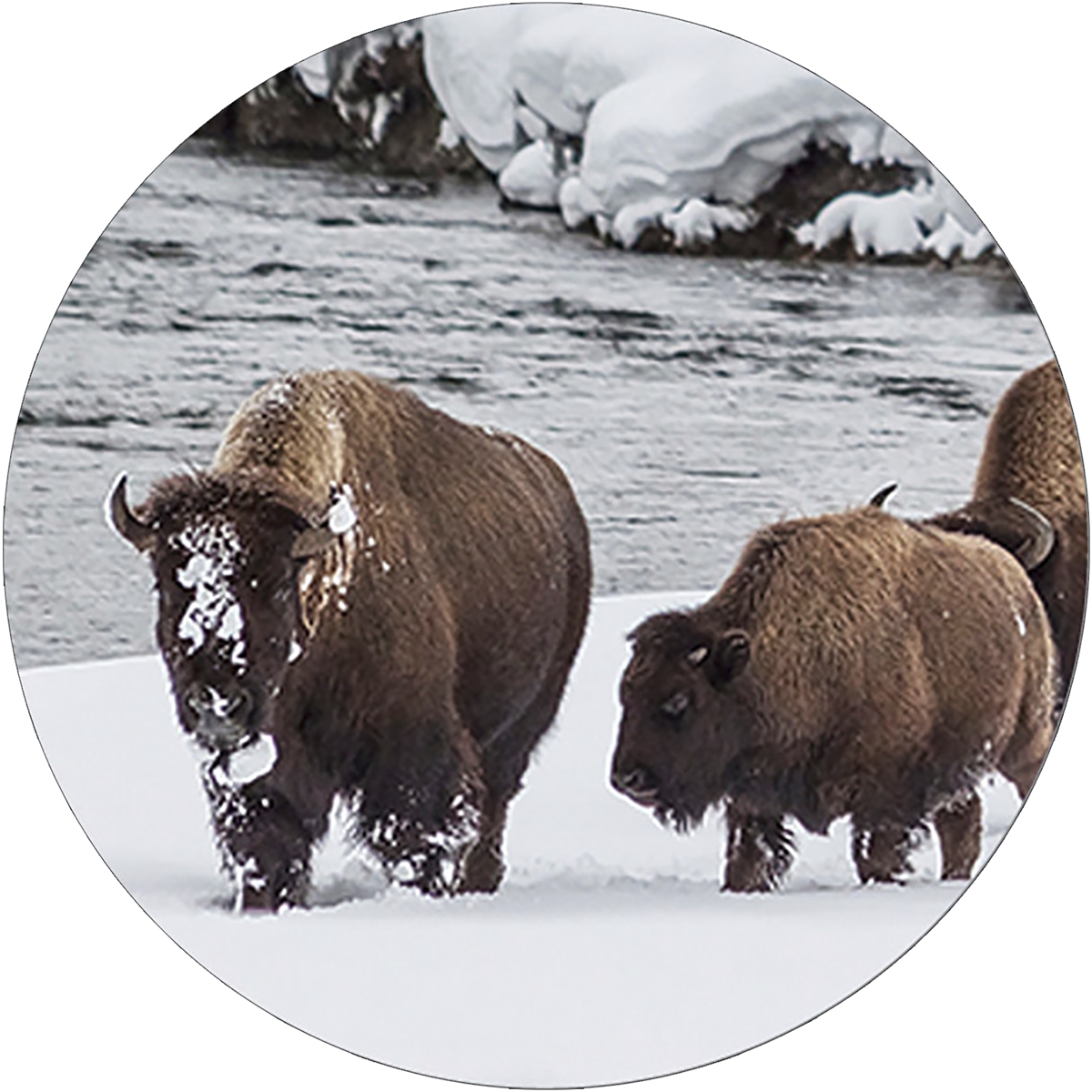 Winter Bison Envelope Seal
