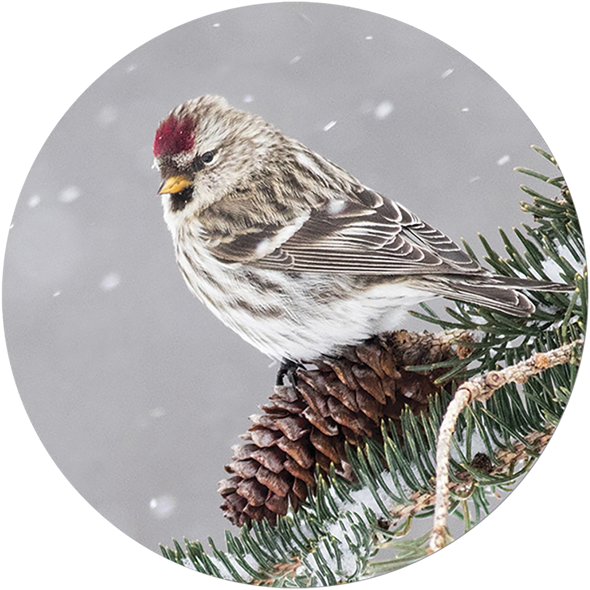 Common Redpoll Envelope Seal