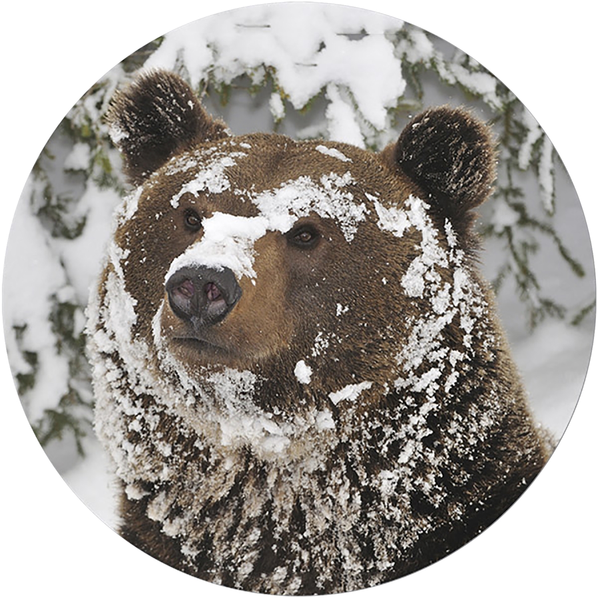Curious Grizzly Cub Envelope Seal