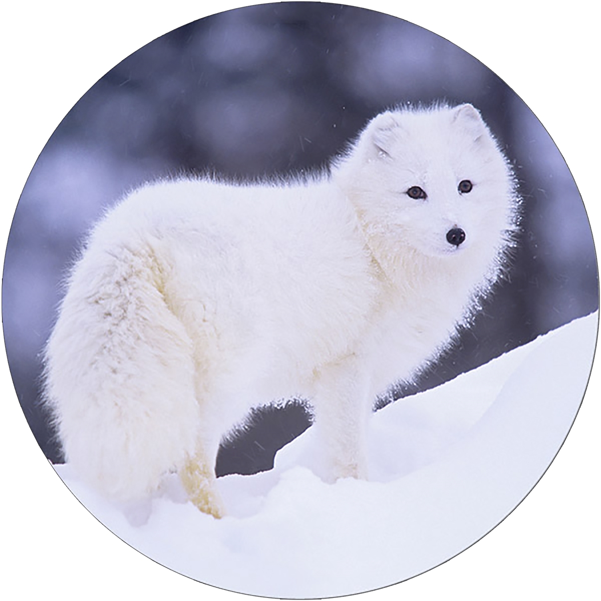 Peaceful Arctic Fox Envelope Seal