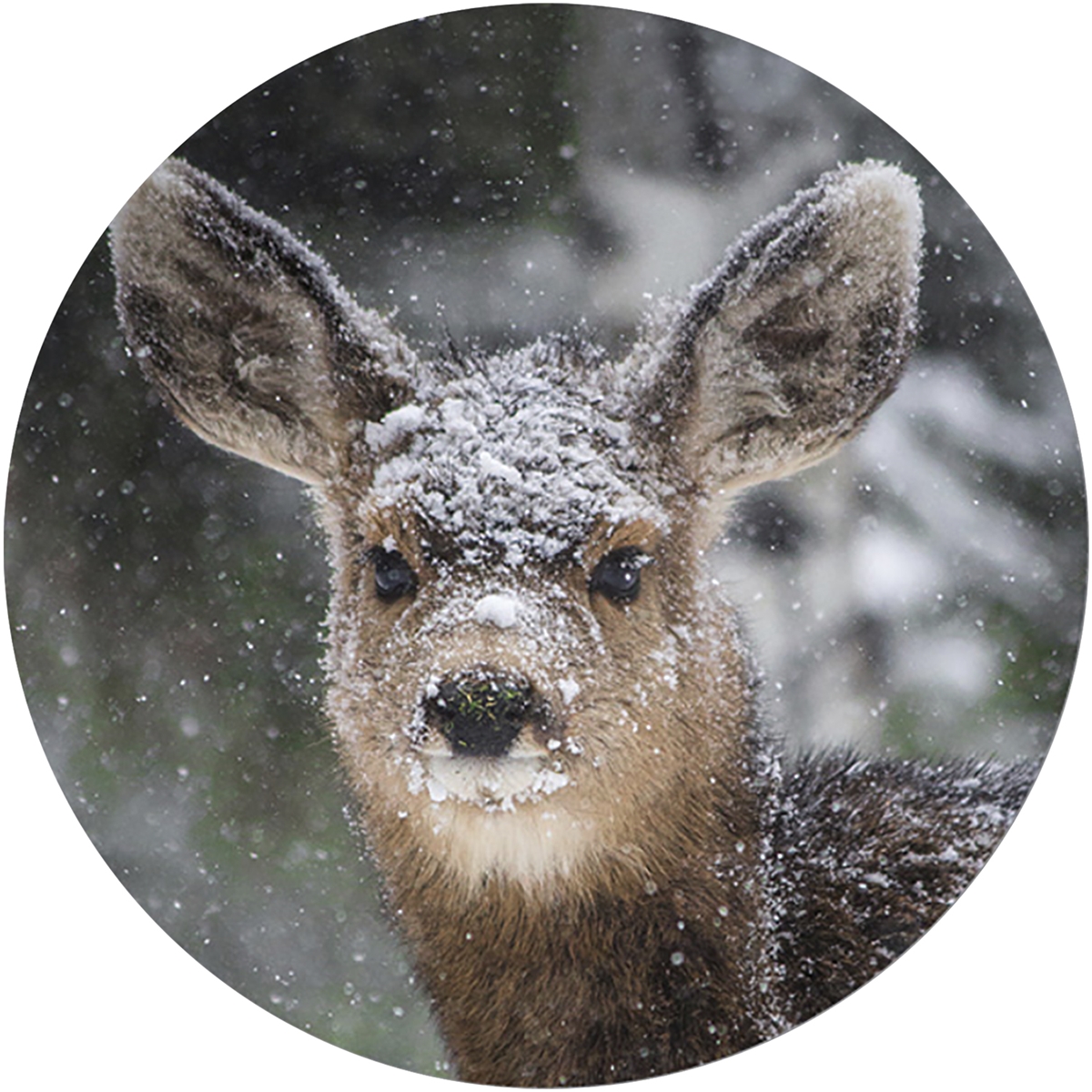 Fawn In Snow Envelope Seal