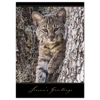 Baby Bobcat Card - NWF10490