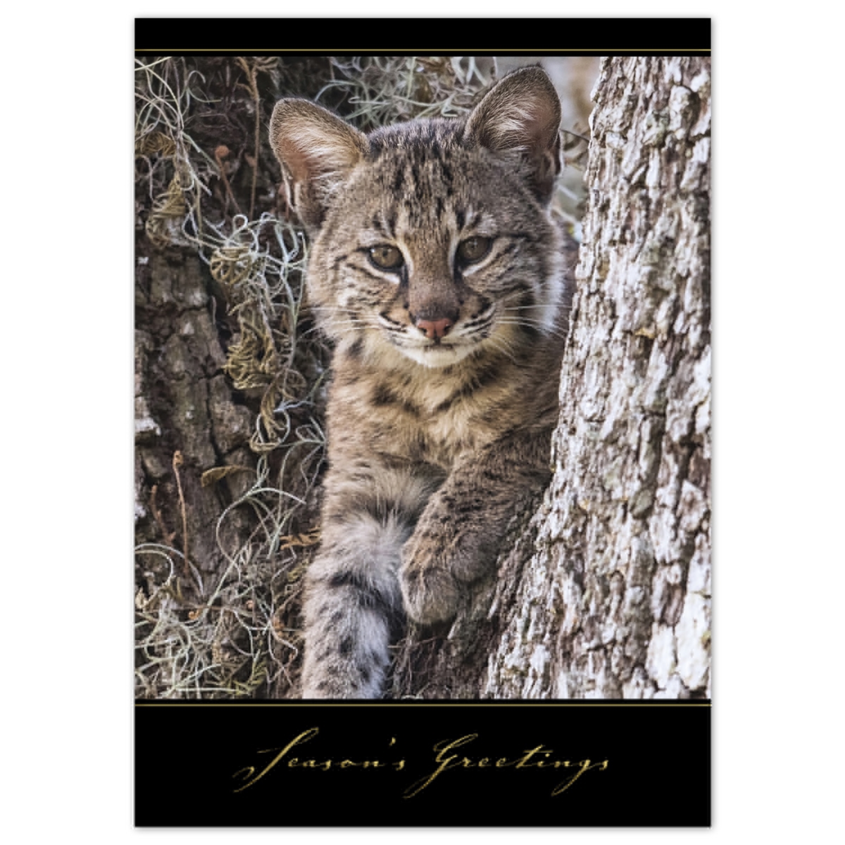 Baby Bobcat Card