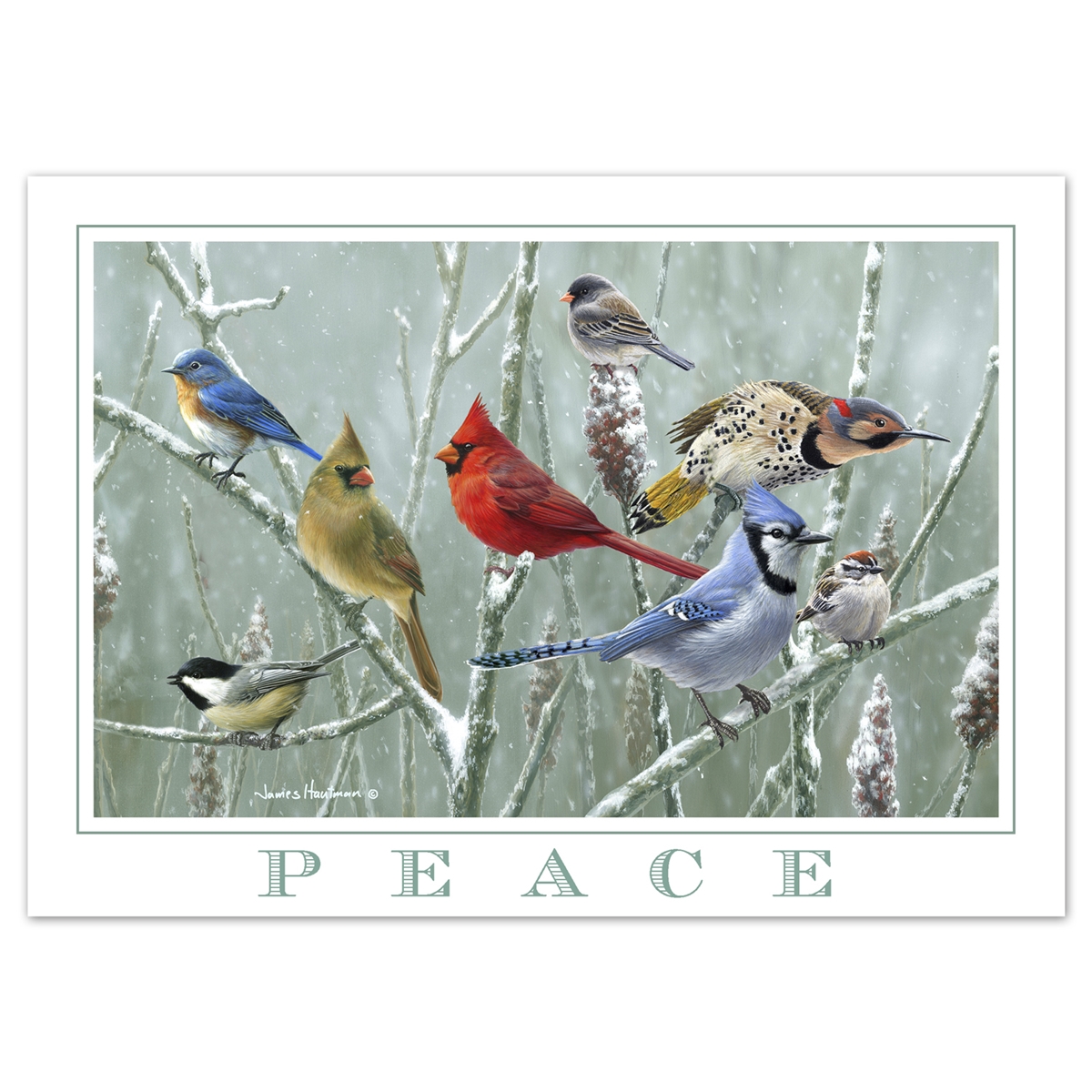 Songbirds and Sumac Holiday Cards