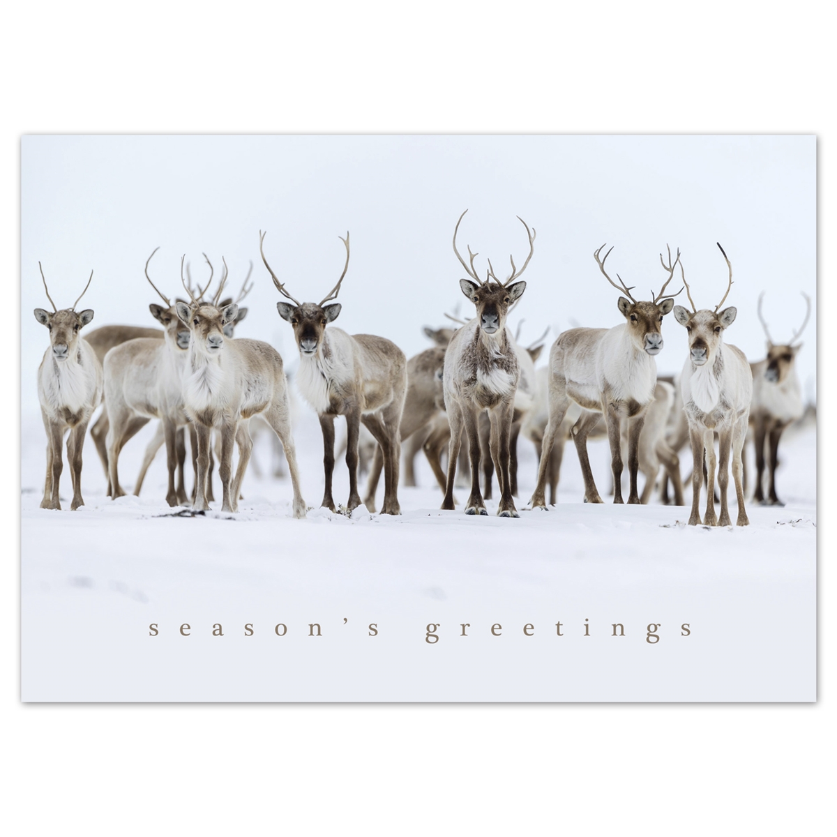 Caribou Curiosity Card