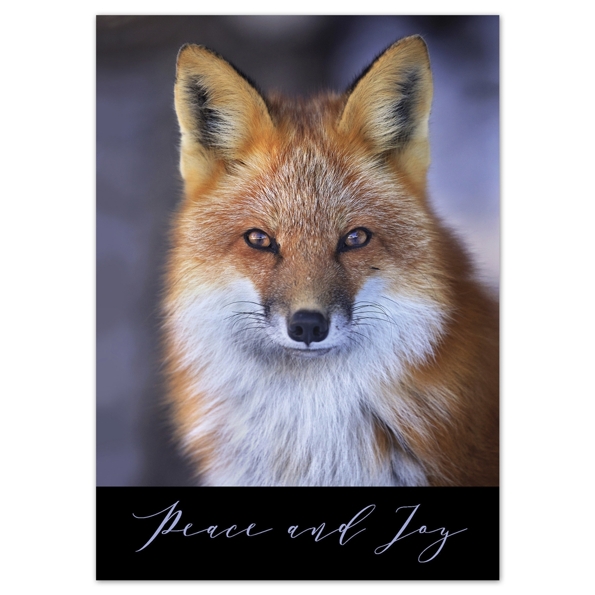 Red Fox Card