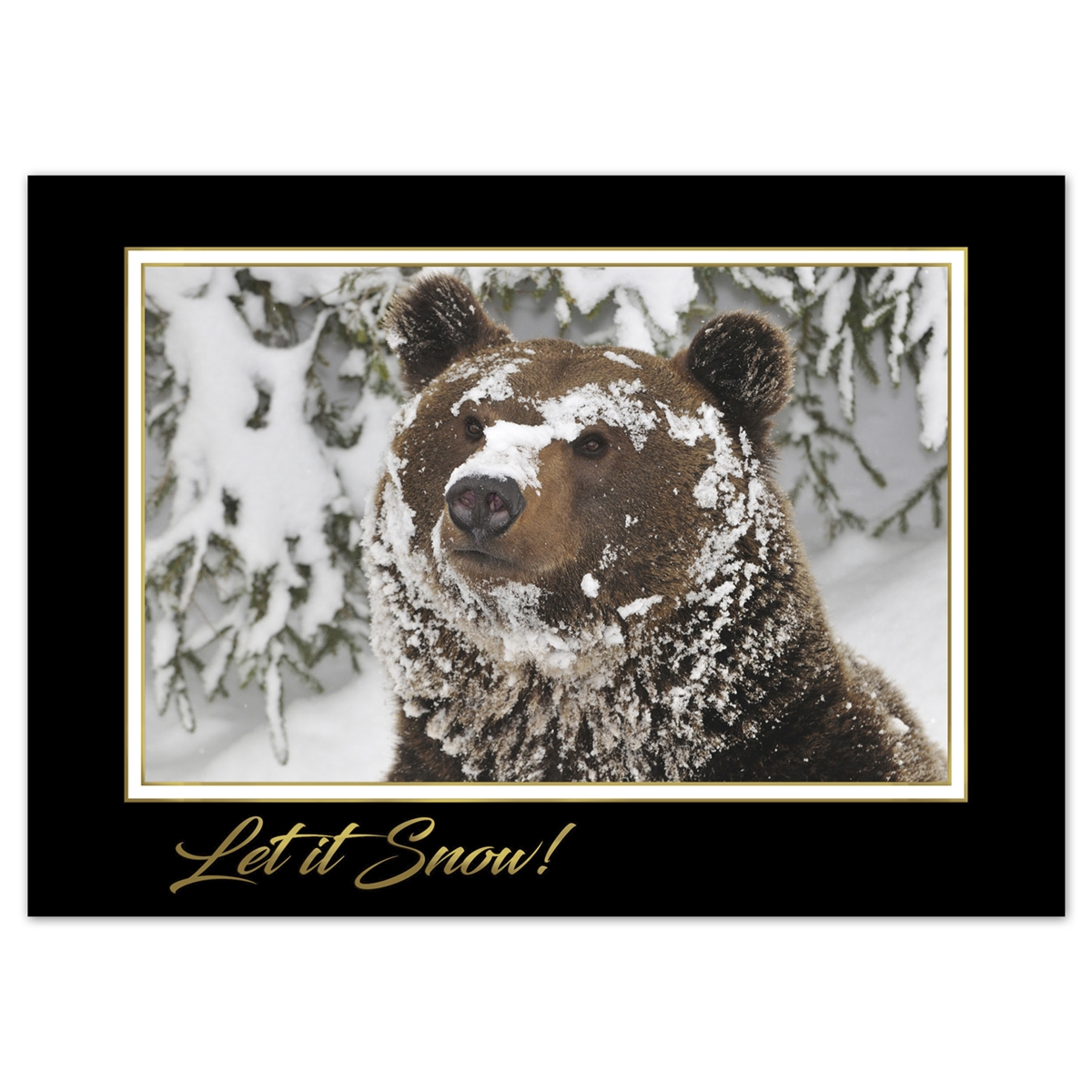 Curious Grizzly Cub Card