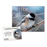 Adopt a Black-Capped Chickadee - CKDE25