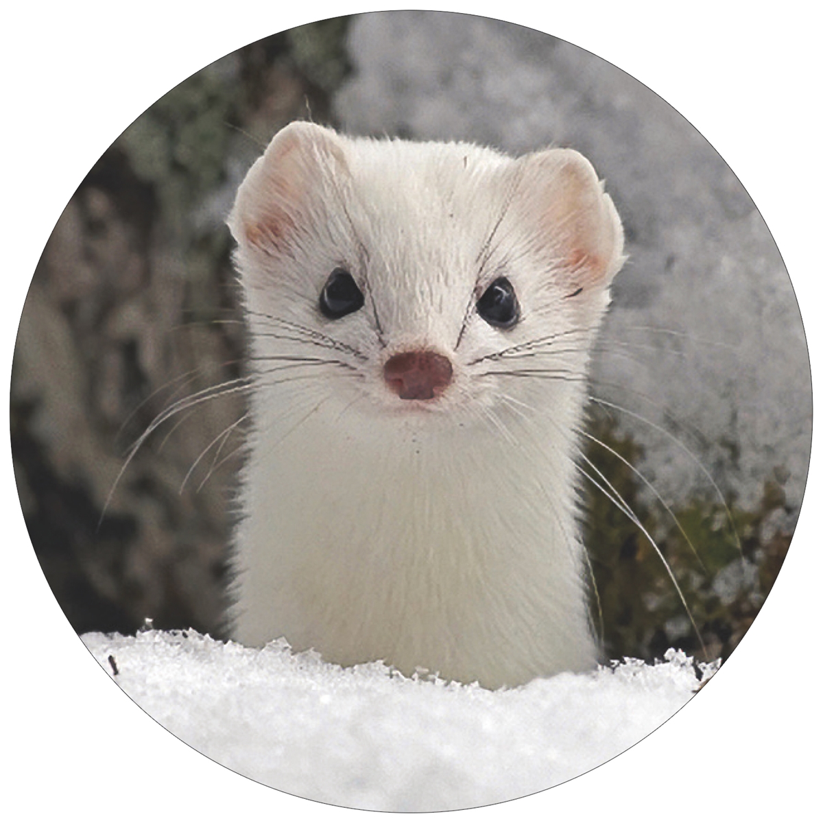 Ermine in Winter Coat Envelope Seals