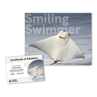 Adopt a Cownose Ray - CWNS25