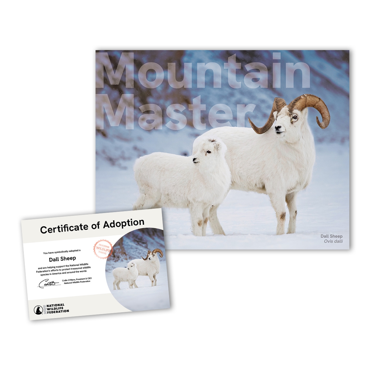 Adopt a Dall Sheep