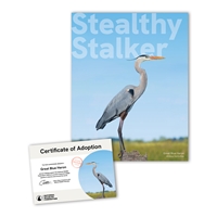 Adopt a Great Blue Heron - GBHN25