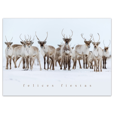 Caribou Curiosity - Spanish Holiday Cards